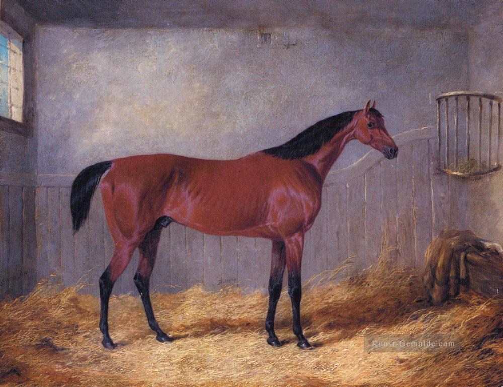 Der Herzog von Graftons Bolivar in einem Stall John Frederick Herring Jr Pferd Ölgemälde
